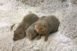 Dwarf mongooses