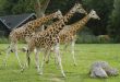 Three giragges