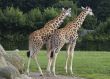 Two giraffes