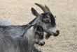 Goat and her child