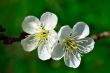 Two apple trees flower