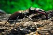 Stag beetle crawling on the trunk of a tree