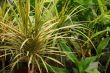 Tropical Flora