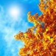 Autumn leaves of maple against the blue sky