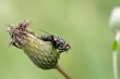 A large flesh-fly