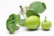 Immature green apple on a branch
