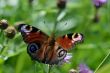 The butterfly peacock