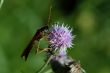 Necydalis majior beetle