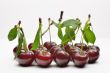 Cherries with leaves on white background