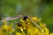Large Butterfly Forest Satyr