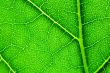 green leaf macro