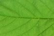 green leaf macro