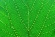 green leaf macro