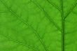 green leaf macro