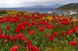 Red poppies field