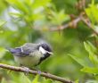 Great tit fledgling