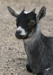 Baby goat