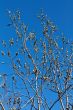 willow branches with buds