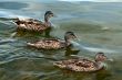 three ducks