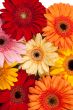 Gerbera background