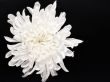 fresh white chrysanthemum