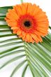 orange gerbera