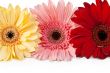 three gerbera