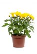 Decorative yellow chrysanthemum in pot
