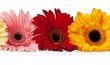 three gerbera