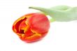 red tulip