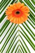 orange gerbera