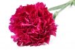 red carnation
