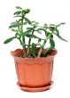 money tree in brown plastic pot