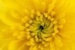 yellow chrysanthemum