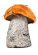 boletus mushrooms