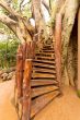 Stairs to the tree house