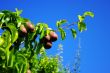 pears on the tree over blue sky 