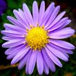 Purple flower