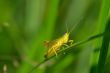 Beautiful little grasshopper