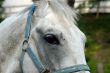 Horse portrait in the new Jerusalem