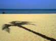 Shadow of the palm tree.
