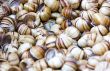 Snail shells