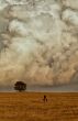 Lonely tree in the clouds.
