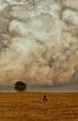 Lonely tree in the clouds.