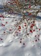 red guelder-rose