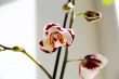 Beautiful orchid