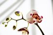 Beautiful orchid