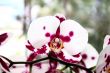 Beautiful orchid