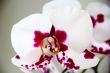 Beautiful orchid