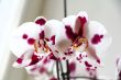 Beautiful orchid